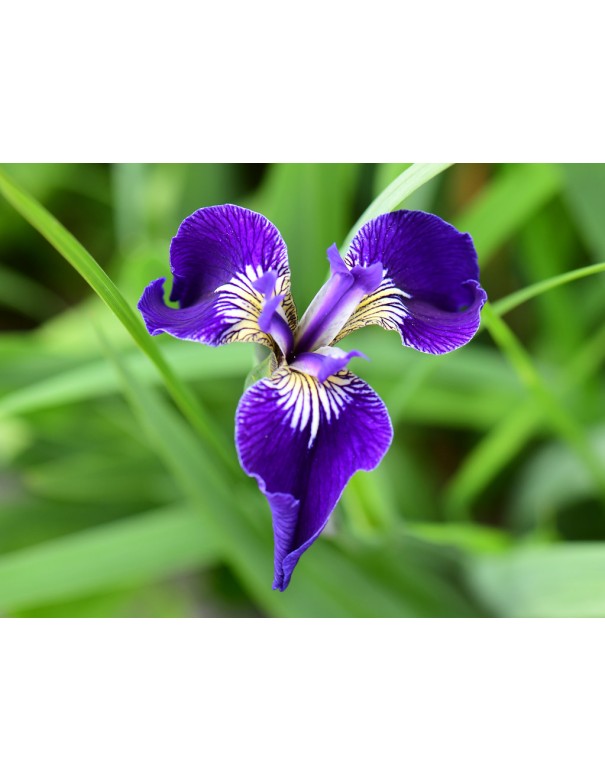 Iris Setosa