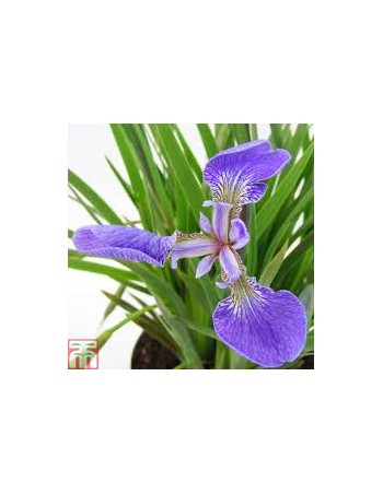 Iris Setosa 2