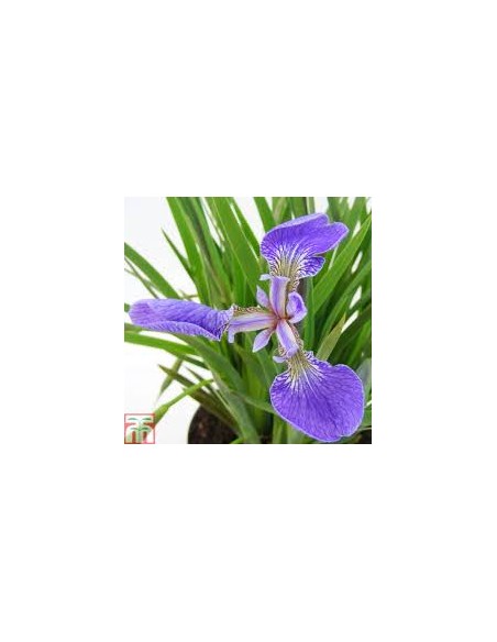 Iris Setosa