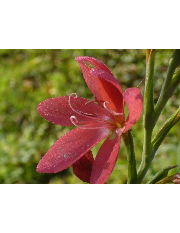 Schizostylis