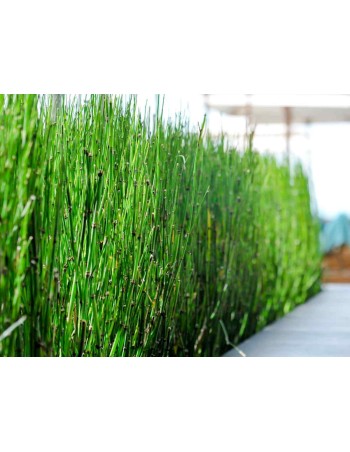 Équisetum Japonica 2