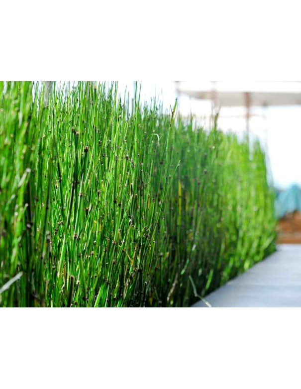 Équisetum Japonica