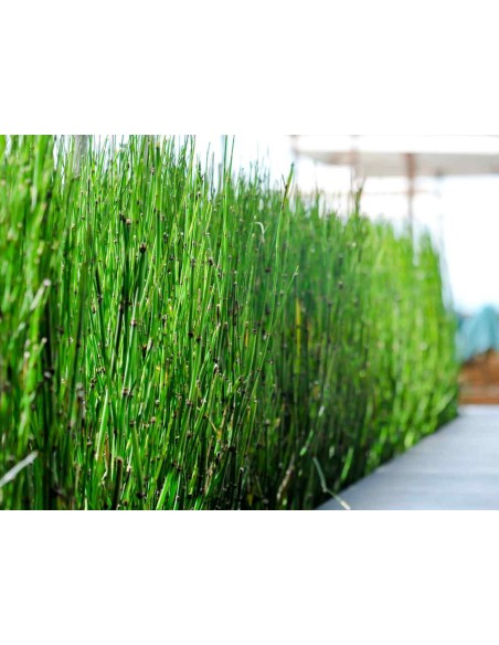 Équisetum Japonica