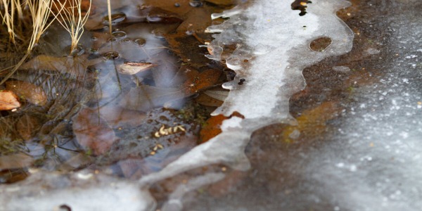 Comment s'occuper de ses poissons d'étang en hiver : Un guide en 6 étapes