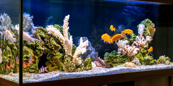 Comment bien entretenir son aquarium