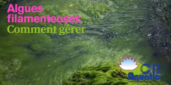 Forte Chaleur: Comment gérer les algues filamenteuses grâce à la nitrification et une bonne oxygénation