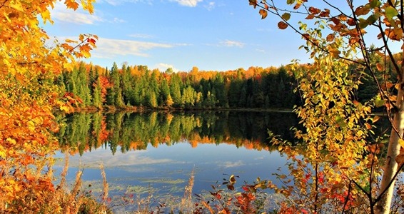 Comment bien entretenir votre étang naturel en automne et le préparer pour l'hiver