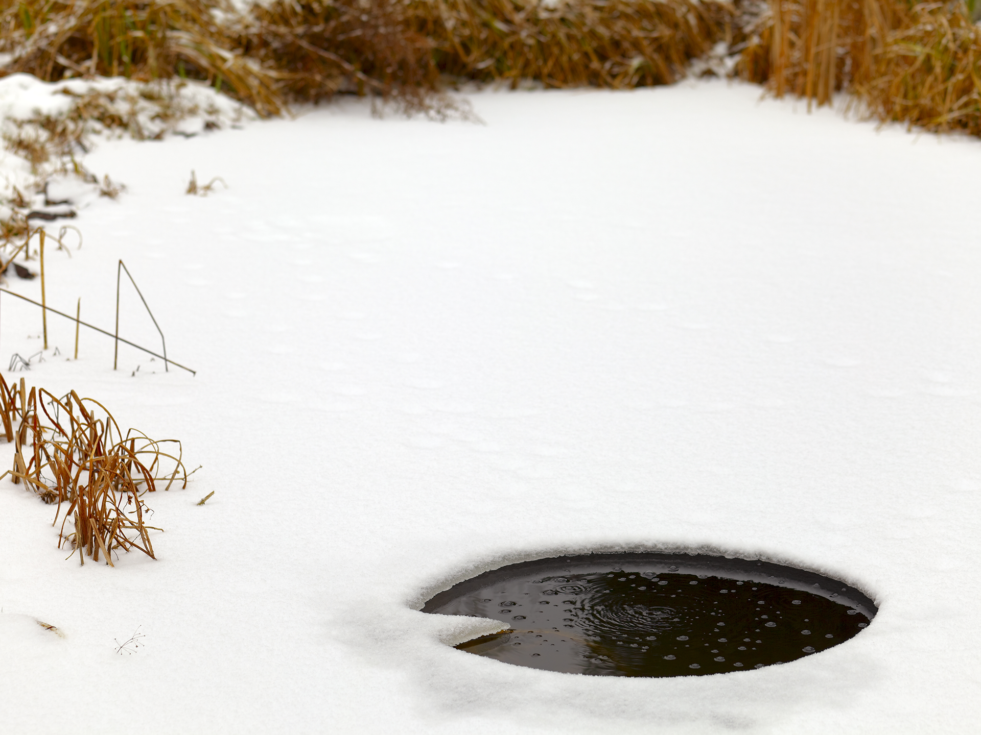 Préparation hivernale d'un étang : Stratégies et conseils pour un écosystème aquatique préservé