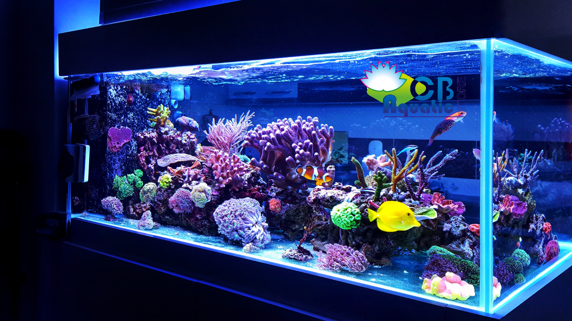 Comment bien entretenir son aquarium