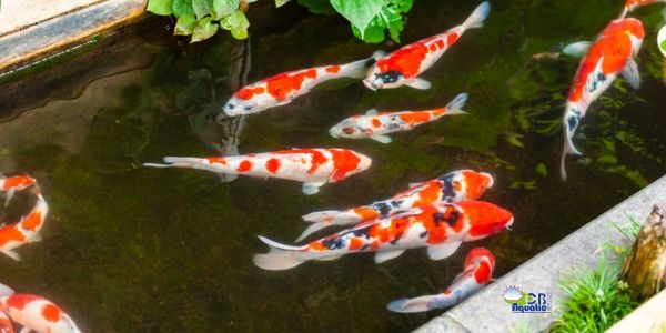 Bassin et poissons : comment bien préparer l'hivernage ?