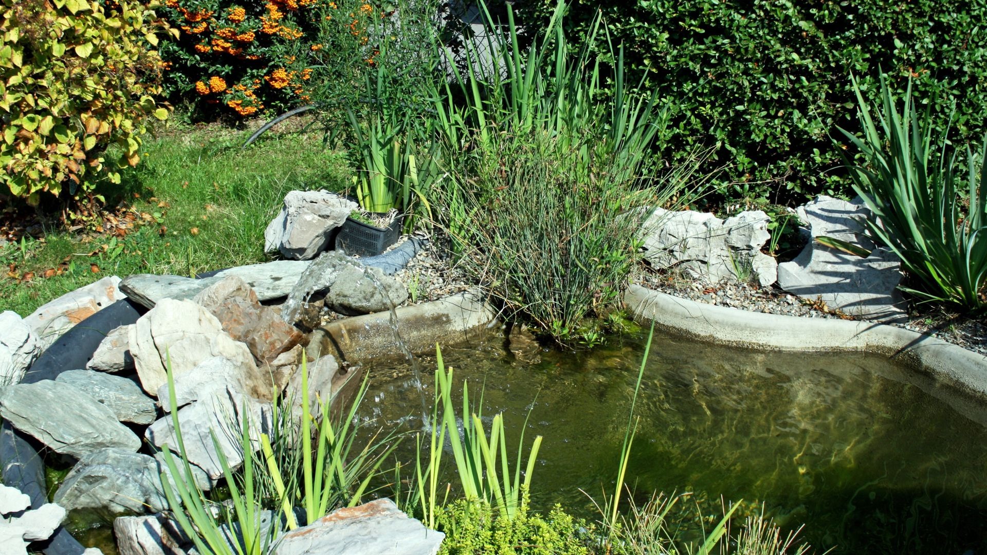 Tout ce que vous devez savoir sur les filtres UVC pour votre étang naturel ou piscine écologique